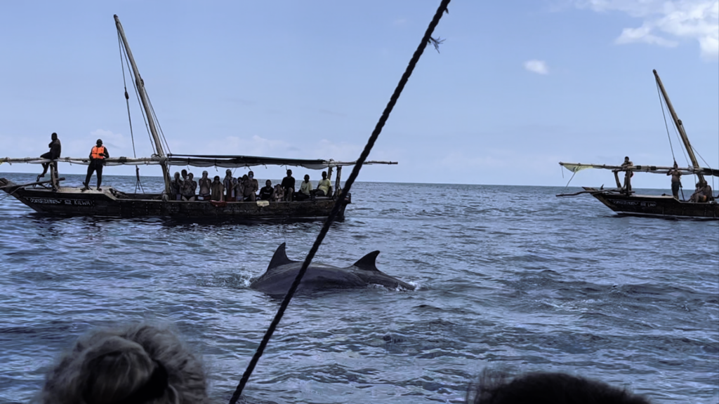 Dolphin-spotting-in-zanzibar