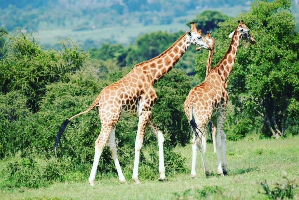 Lake-Nakuru-National-Park