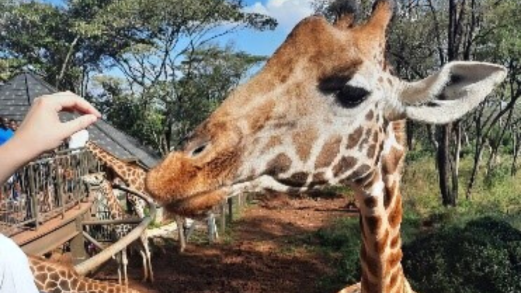 giraffe-sanctuary