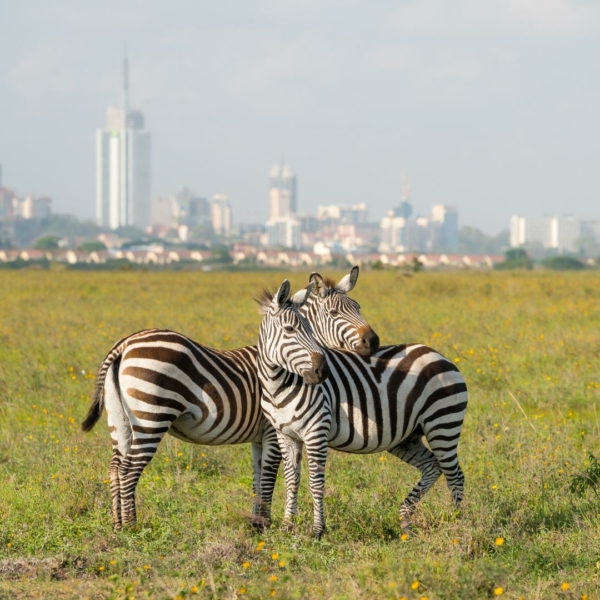 Nairobi-safari