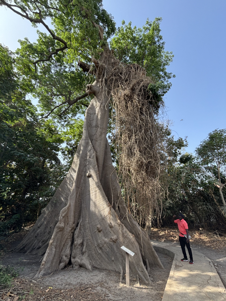 baobab trees